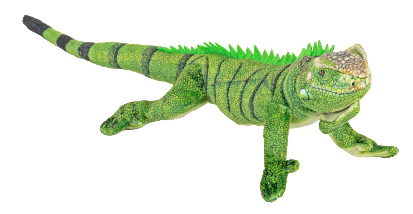 Coilkins - Green Iguana
