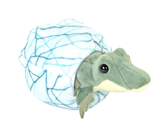 Hatchling Crocodile