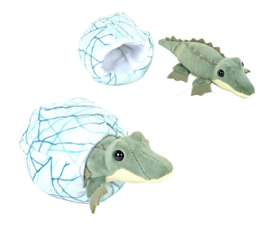 Hatchling Crocodile